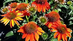 Best Perennials - Echinacea Sombrero® Adobe Orange (Coneflower)
