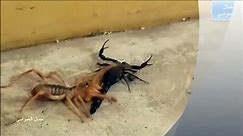 Camel Spider vs black Scorpion REAL FIGHT
