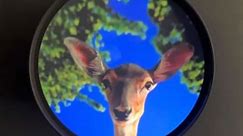Why? Art by Hale Tenger, Magic is the Mirror of a Deer, 2019, (video, cylindrical aluminum container, museum glass, rear projection vinyl screen, mirror). #why #world #art #artgallery | Good Old Movies