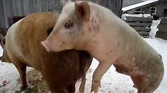 Raising Pigs- Can A Small Boar Successfully Mate GIANT Sow?