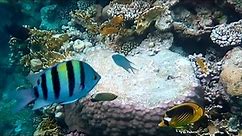 Красиві й барвисті риби Червоного моря