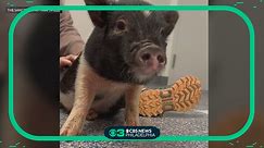 Recused turned office pet pig "Snoop Hogg" is looking for a forever home