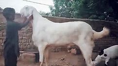 Biggest Goat 2023 in the world 😱😳🔥| Heighted Goat | Tallest Goats