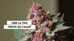 CBD vs. THC: Which Do I Need? | Discover Marijuana