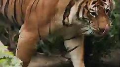 Close-Up With Tigers