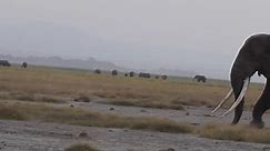 Intense Bull Elephant Fight