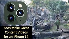 Zoos Make Great Video Content for an iPhone 14