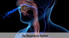 The Human Respiratory System Explained