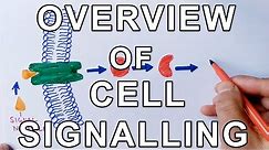 Principle of Cellular Communication | Overview of Cell Signalling