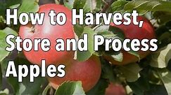 How to Harvest, Store and Process Apples