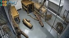 Tiger attacks zookeeper at Topeka Zoo