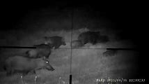 Polowanie na dziki w nocy z PARD NV - Night Hunting Wild Boars with PARD NV