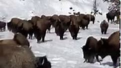 Large herd of bison