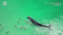 Large whale seen swimming unusually close to people at Australian beach