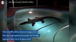 Gator breaks into family's pool