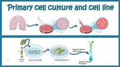 Primary Cell culture and cell line | Cell culture basics