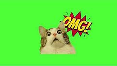 OMG cat meme | free green screen