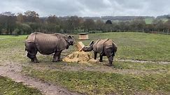 RAW VIDEO: Animals And Keepers Celebrate As West Midland Safari Park Turns 50 1/2