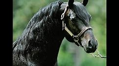 THE LIPPITT MORGAN HORSE • THE CONSUMMATE SPORT HORSE