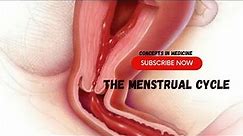 The Menstrual Cycle (Understanding the menstrual cycle)