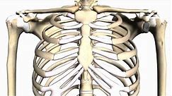 General Skeleton Basic Tutorial - Anatomy Tutorial