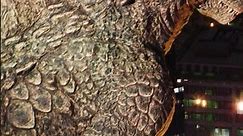 Godzilla vs Colossal Titan #godzilla #dazzlingdivine #attackontitan #colossaltitan