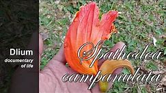 African tulip tree (Spathodea campanulata) - part 3