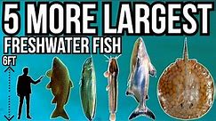 5 More of The Largest Freshwater Fish In The World Part 8