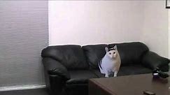 Cat Saying Huh On The Casting Couch Meme