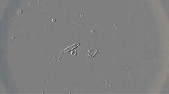 Diatoms in action