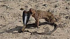 Mongoose vs Cobra Snake,Ultimate Wild Fight