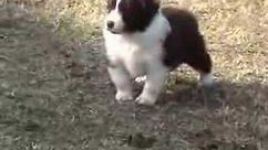 Border Collie Puppies - Ready to Run!