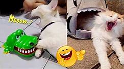 NGAKAK PARAH.!🤣 TERBARU 8 Menit Video Kucing Lucu Banget Bikin Ngakak 😹 ~ Kucing Lucu Tiktok 2023