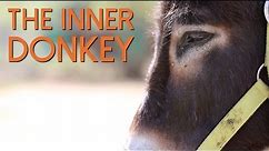 The Inner Donkey - A Donkey's Personality