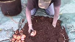Red Pontiac Potato Harvest - Grown In 10 Gallon Grow Bags