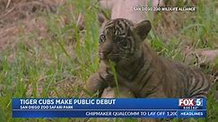 San Diego Zoo Safari Park Welcomes Sumatran Tiger Cubs