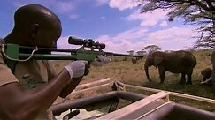 Tranquillising Wild African Elephants | This Wild Life | BBC Earth