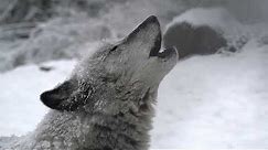 Stunning Wolf Just Howling in the Snow