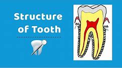 Structure of human tooth | Human tooth structure