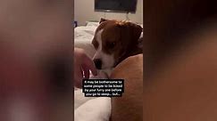 Tears As Beagle Owner Reveals Why Dogs Like To Lick Their Owners