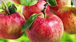 All About the Honeycrisp Apple - The FruitGuys