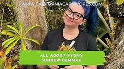 The Ultimate Guide to Pygmy Sundew Gemmae