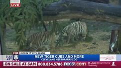 Kenny's kickin' it with the new baby tiger cubs