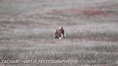 Eagle, fox battle over rabbit in the sky