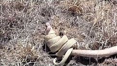 Snakes Fight to the Death