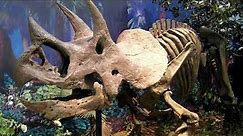 Ceratopsia: Unraveling the Fascinating World of the Dinosaurs With Horns on their face