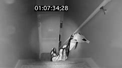 Long Horse Caught on Security Camera...