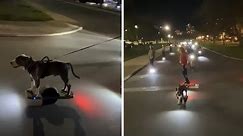 Unleash the fun: Dog flawlessly rides Onewheel