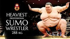 Heaviest Sumo Wrestler in the World | Orora Satoshi | First Russian professional Sumo