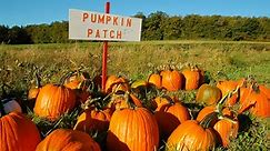 Explore the 22 Best Pumpkin Patches in New York to Experience Autumn